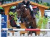 dressage horse Mac Carwyn 2 (German Riding Pony, 2011, from Machno Carwyn)