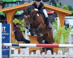 dressage horse Mac Carwyn 2 (German Riding Pony, 2011, from Machno Carwyn)