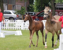 dressage horse De Larose (German Riding Pony, 2021, from Dating At NRW)