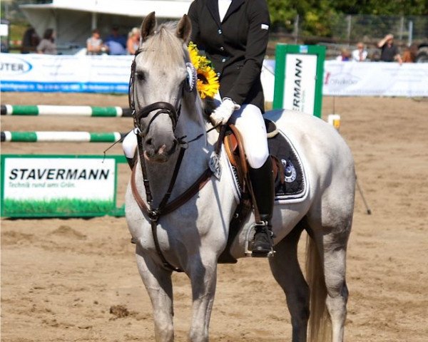 jumper Can Dango (German Riding Pony, 2003, from Chicago)