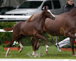 dressage horse Hjk Catani (German Riding Pony, 2015, from Crazy Dynamic JK)