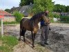 Deckhengst Koetsiershoeve Cream on Top (New-Forest-Pony, 2011, von Bovenheigraaf's Camillo)