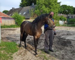 stallion Koetsiershoeve Cream on Top (New Forest Pony, 2011, from Bovenheigraaf's Camillo)