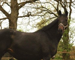 broodmare Sambarina (Oldenburg, 2002, from Don Larino 171 FIN)