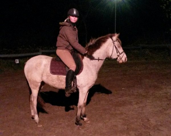 Pferd Scarlett (Deutsches Reitpony, 2013)