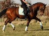 dressage horse B fiftytwo (Oldenburg, 2012, from Belissimo NRW)