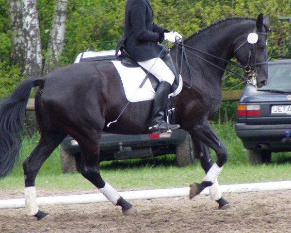 broodmare Radjana 8 (German Warmblood, 1997, from Ruehmann)