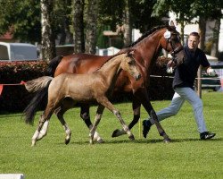 dressage horse Cream of Chocolate PB (German Riding Pony, 2016, from FS Chacco Blue)