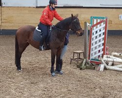 Pferd Vierte HWK (Arabisches Halbblut / Partbred, von Seven seas of love)