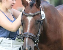 Pferd Pepita (Deutsches Reitpony, 2009, von Prince Charming 17)