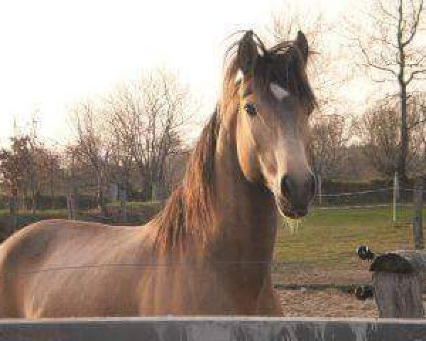 stallion Xik (Lusitano, 2003, from Janota)