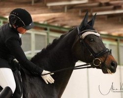 dressage horse Santa Lucia S (Westphalian, 2007, from Samarant)