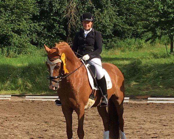 dressage horse Okay Tiger Woods (German Riding Pony, 2011, from Okay Big Bambu)