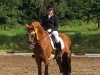 dressage horse Okay Tiger Woods (German Riding Pony, 2011, from Okay Big Bambu)