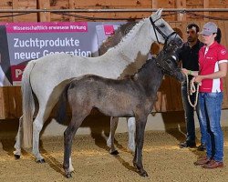 broodmare Grapefruit (German Riding Pony, 1996, from FS Golden Moonlight)