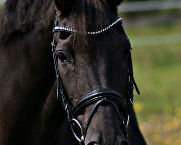 dressage horse Ravell 48 (Hanoverian, 1991, from Rubinstein I)