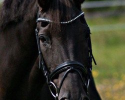 dressage horse Ravell 48 (Hanoverian, 1991, from Rubinstein I)