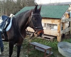 jumper Al Capone 168 (Danish Warmblood, 2003, from Crelido)