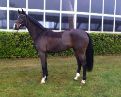 Dressurpferd Royal Rose 21 (Hannoveraner, 2011, von Royal Classic I)