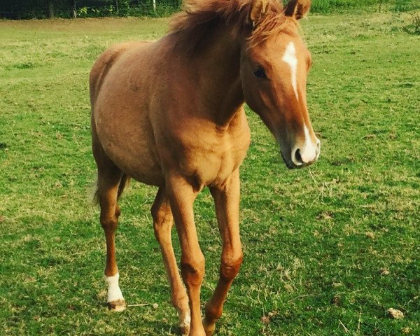 dressage horse Diamonds charming Fairy (German Riding Pony, 2016, from Diamond Heart)
