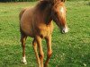 Dressurpferd Diamonds charming Fairy (Deutsches Reitpony, 2016, von Diamond Heart)