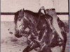 Deckhengst Doc O Lon (Quarter Horse, 1977, von Dry Doc)