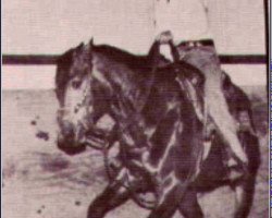 Deckhengst Doc O Lon (Quarter Horse, 1977, von Dry Doc)