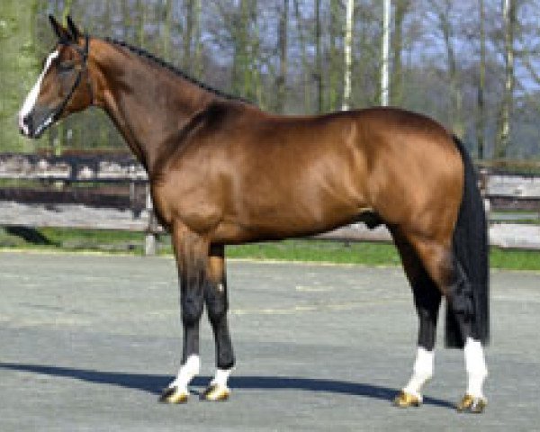 stallion Michael (KWPN (Royal Dutch Sporthorse), 1994, from Zeus)