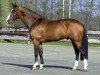 stallion Michael (KWPN (Royal Dutch Sporthorse), 1994, from Zeus)