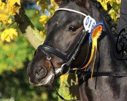 Springpferd Biyou 3 (Deutsches Reitpony, 2010, von Beautyful Stallion)