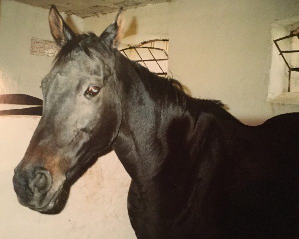 broodmare Nashra xx (Thoroughbred, 1983, from Cortez xx)