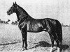stallion Shannon xx (Thoroughbred, 1895, from Panzerschiff xx)