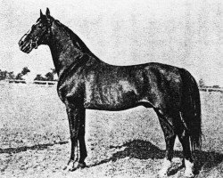 stallion Shannon xx (Thoroughbred, 1895, from Panzerschiff xx)