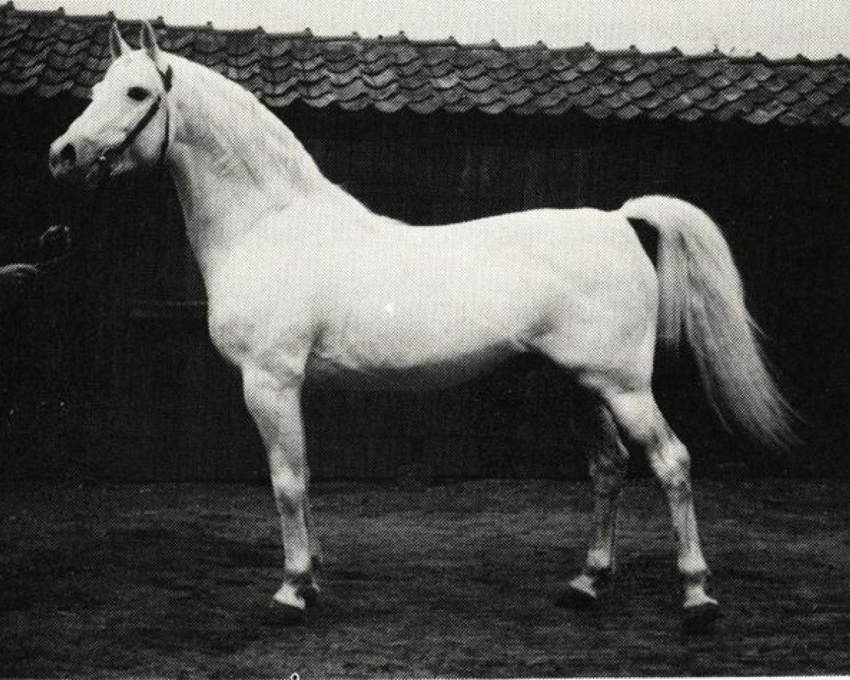 Deckhengst Nerox ShA (Shagya-Araber, 1938, von Nigro 1932 ShA)