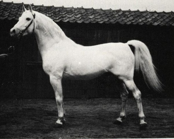 stallion Nerox ShA (Shagya Arabian, 1938, from Nigro ShA)