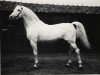 stallion Nerox ShA (Shagya Arabian, 1938, from Nigro ShA)