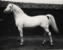 stallion Nerox ShA (Shagya Arabian, 1938, from Nigro 1932 ShA)