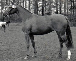 broodmare Hippi (Trakehner, 1988, from Parforce)