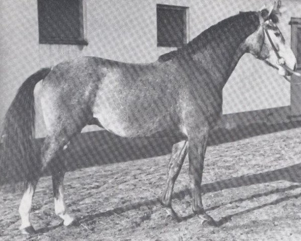 stallion Chronist (Holsteiner, 1962, from Cottage Son xx)