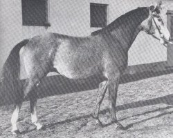 Deckhengst Chronist (Holsteiner, 1962, von Cottage Son xx)