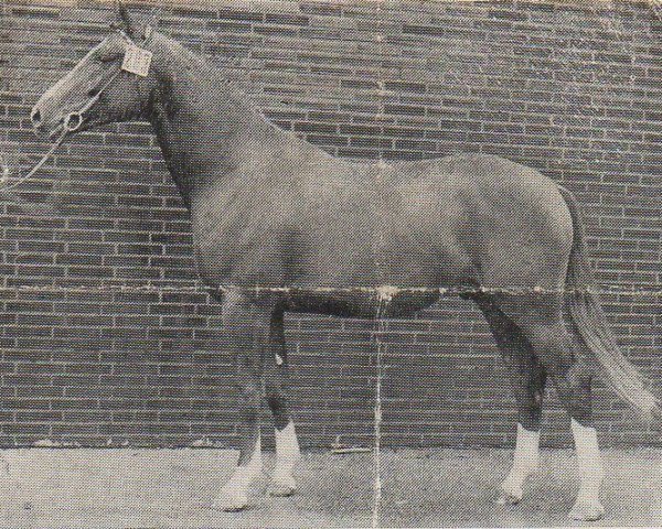 stallion Mignon (Westphalian, 1972, from Milan)