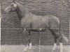 stallion Mignon (Westphalian, 1972, from Milan)