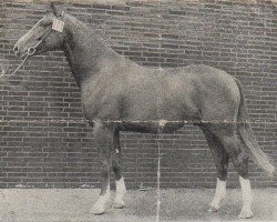 stallion Mignon (Westphalian, 1972, from Milan)