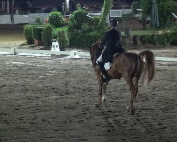 Reitturnier Frechen-Grefrath - Sonnenhof 2019