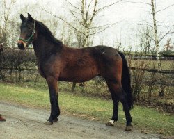 Pferd Pitou 16 (Westfale, 1988, von Portofino)