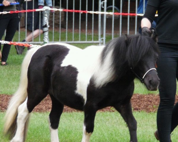 broodmare RMM Tavina (Shetland Pony, 2015, from Kronprinz van den Niederlanden)