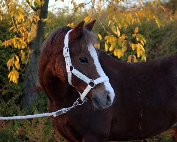 Dressurpferd Cantus (Welsh Pony (Sek.B), 2001, von Courage)