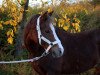 Dressurpferd Cantus (Welsh Pony (Sek.B), 2001, von Courage)