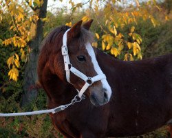 dressage horse Cantus (Welsh-Pony (Section B), 2001, from Courage)