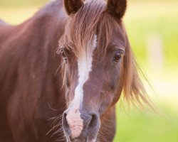 Zuchtstute Bella (Welsh Pony (Sek.B), 1991, von Wolling's Delphi)